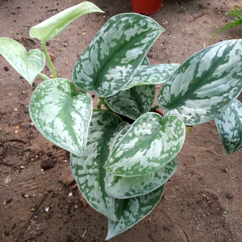 buy satin pothos Silver Satin Pothos ( Scindapsus Pictus ' Exotica ' ) for Sale
