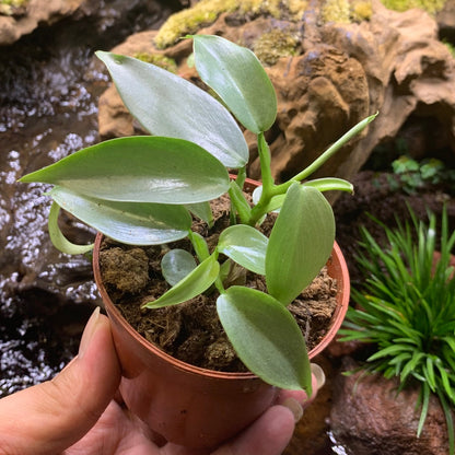 philodendron hastatum silver sword for sale Silver Sword ( Philodendron hastatum ) for Sale