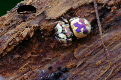 Simaetha Jumping Spider ( Irura bidenticulata )