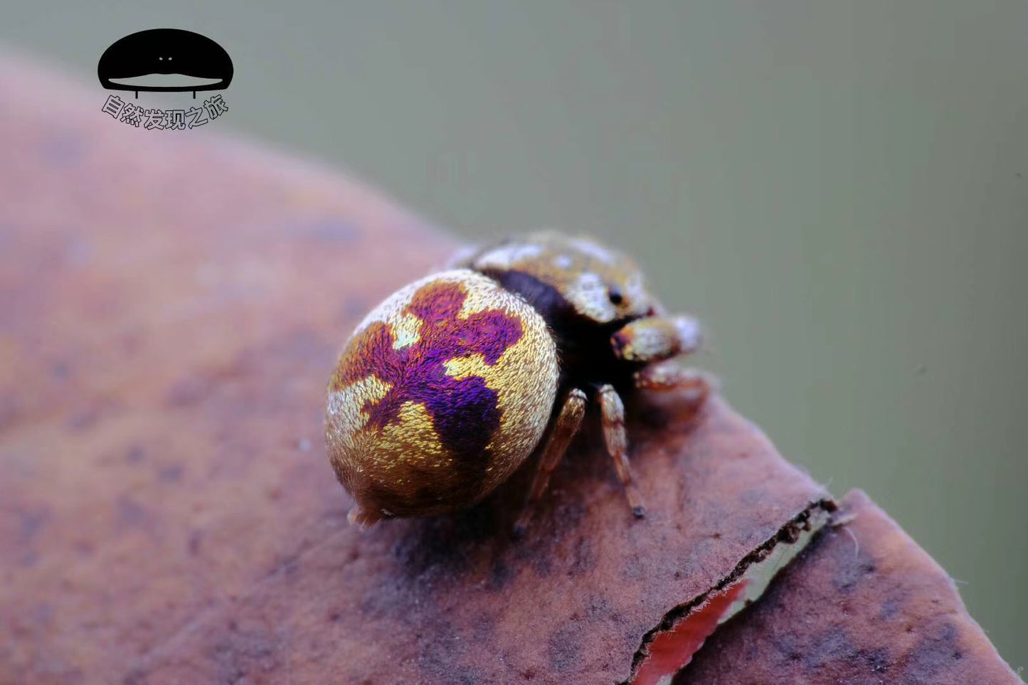 Simaetha Jumping Spider ( Irura bidenticulata )