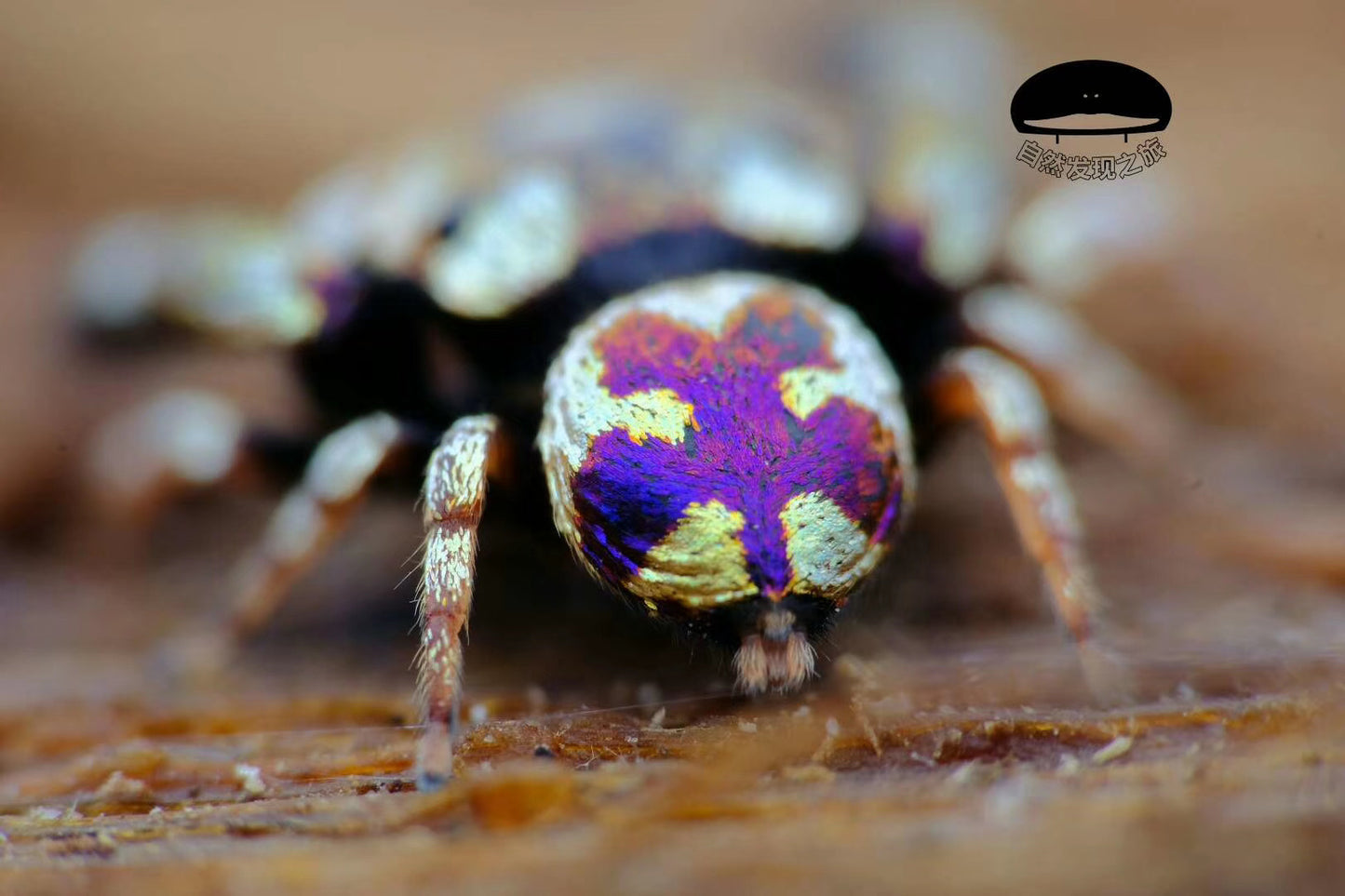 Simaetha Jumping Spider ( Irura bidenticulata )