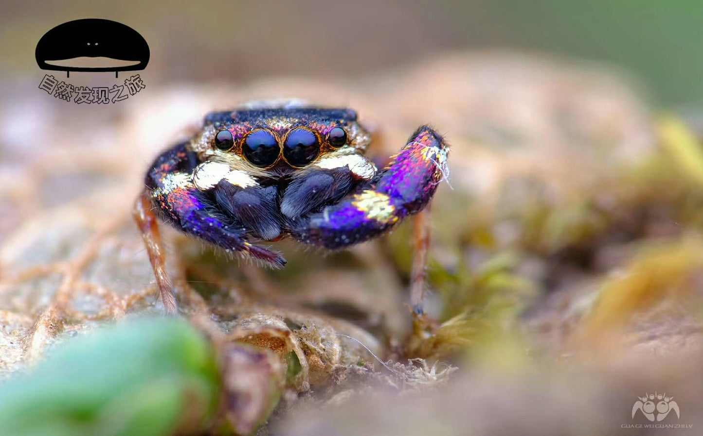 Simaetha Jumping Spider ( Irura bidenticulata )