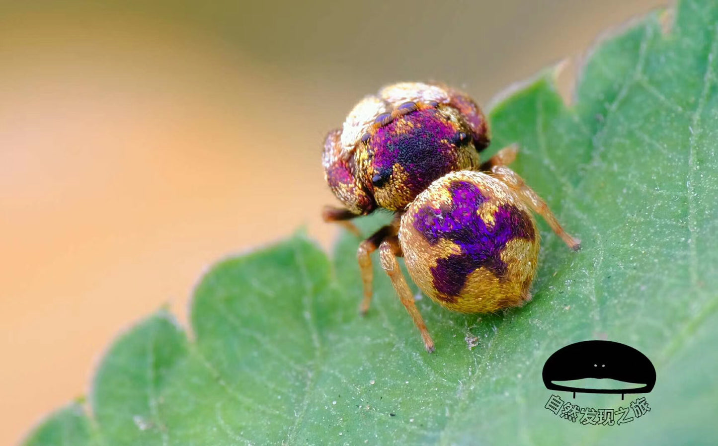 Simaetha Jumping Spider ( Irura bidenticulata )