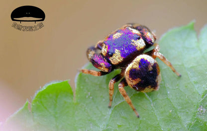 Simaetha Jumping Spider ( Irura bidenticulata )