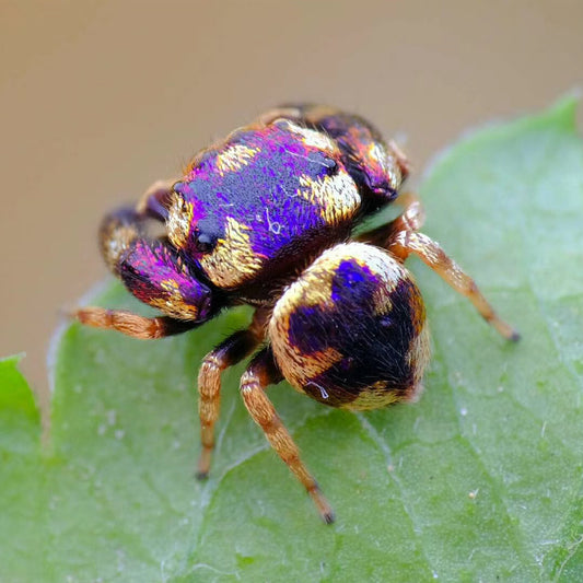 Simaetha Jumping Spider ( Irura bidenticulata )