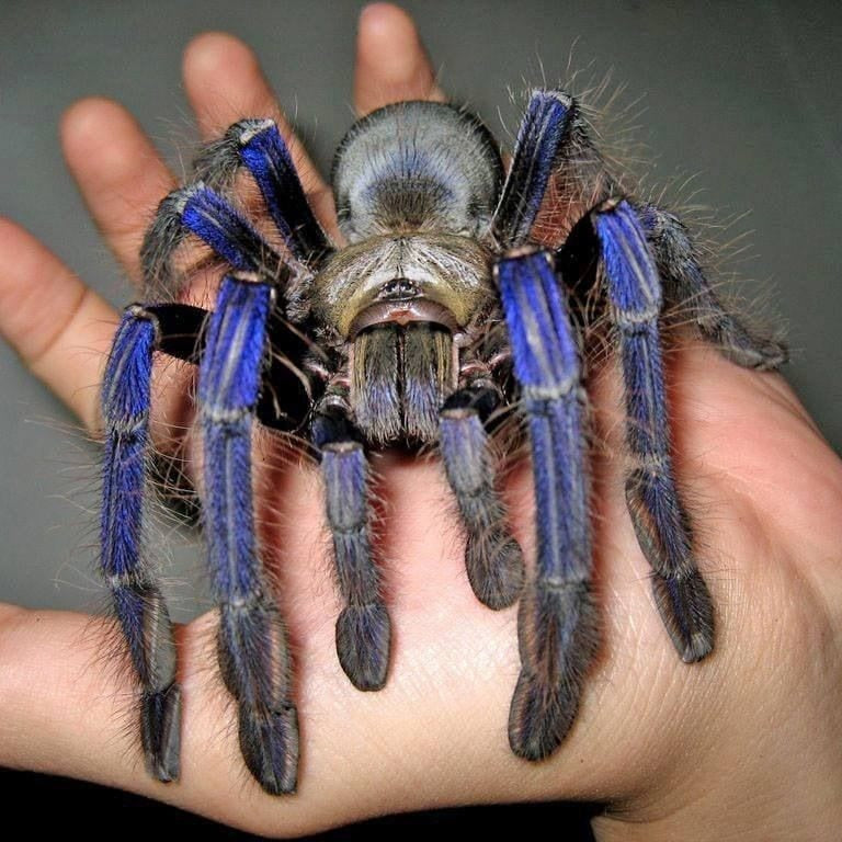 Singapore Blue Tarantula (Lampropelma violaceopes)