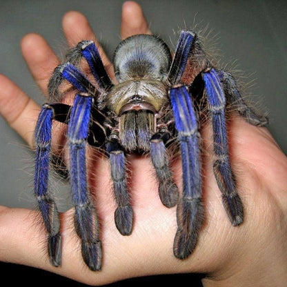 Singapore Blue Tarantula (Lampropelma violaceopes)