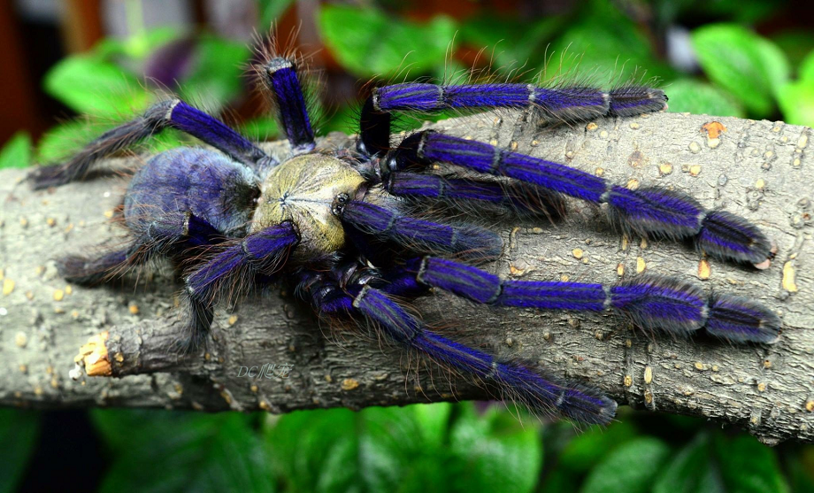 Singapore Blue Tarantula (Lampropelma violaceopes)
