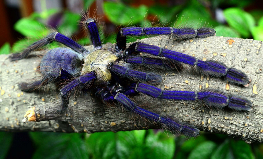 Singapore Blue Tarantula (Lampropelma violaceopes) for Sale | My Singapore Blue Tarantula (Lampropelma violaceopes) for Sale | My
