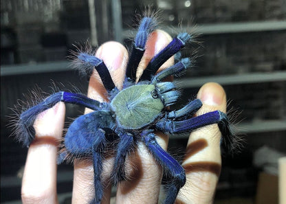 Singapore Blue Tarantula (Lampropelma violaceopes)
