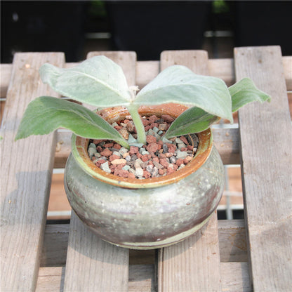 Sinningia leucotricha