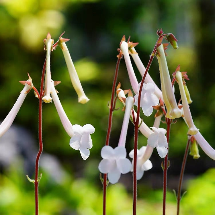 Brazilian Edelweiss (Sinningia tubiflora)