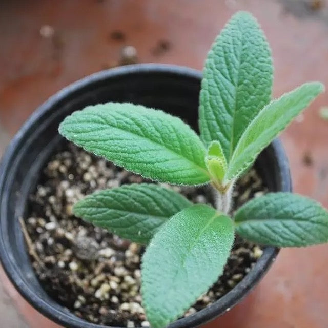 Brazilian Edelweiss (Sinningia tubiflora)