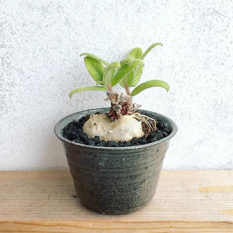 Brazilian Edelweiss (Sinningia tubiflora)