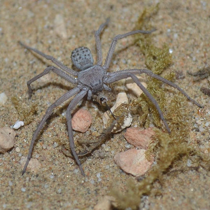Six-eyed Cave Spider (Sicarius terrosus)