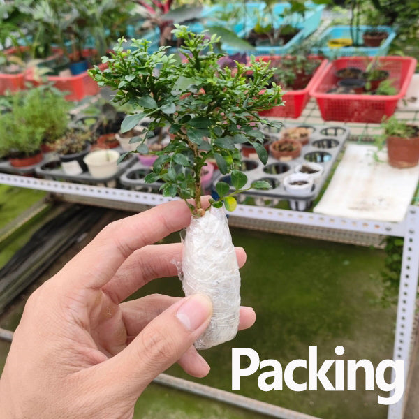 Murraya Microphylla Bonsai（Murraya microphylla）