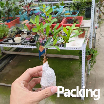 Firethorn Bonsai ( Pyracantha angustifolia )