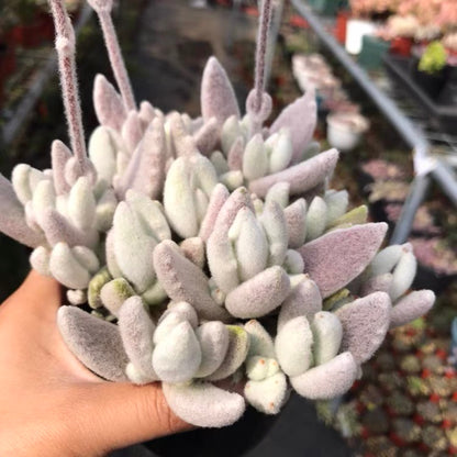 snow white panda succulent Snow White Panda Plant (Kalanchoe eriophylla)