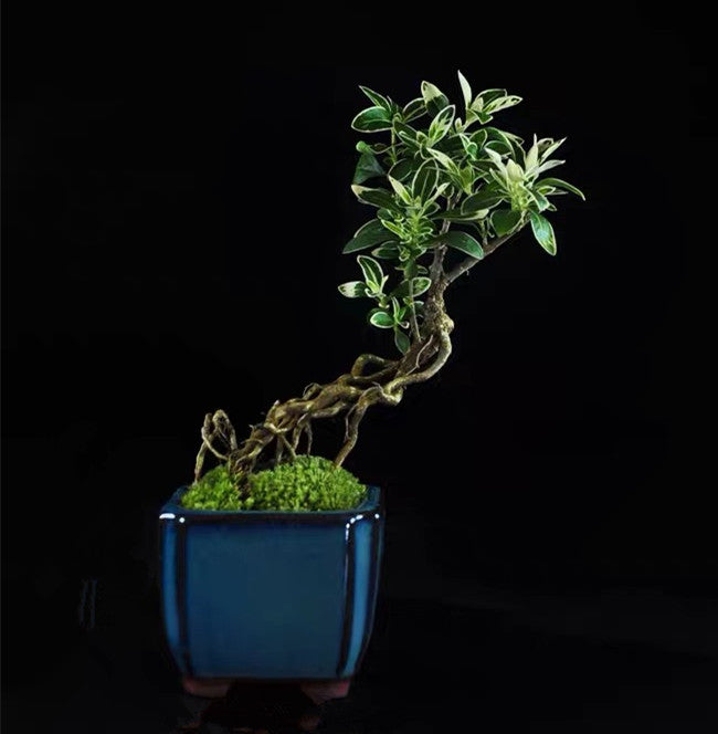 Snow Rose Serissa Bonsai Type 2( Serissa japonica ' Variegata ' )