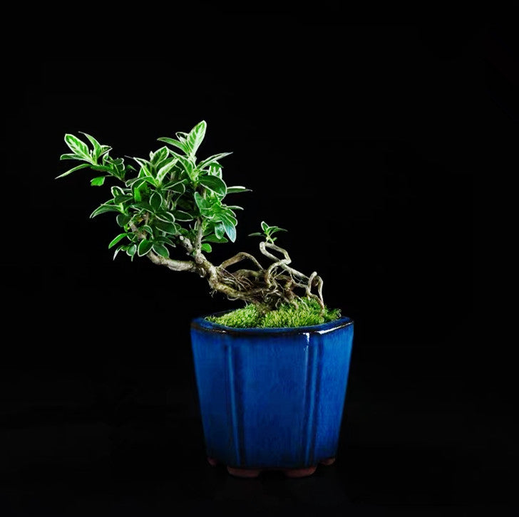 Snow Rose Serissa Bonsai Type 2( Serissa japonica ' Variegata ' )