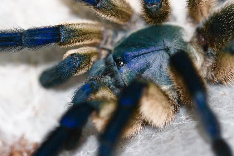 Socotra Island Blue Baboon Tarantula (Monocentropus balfouri)