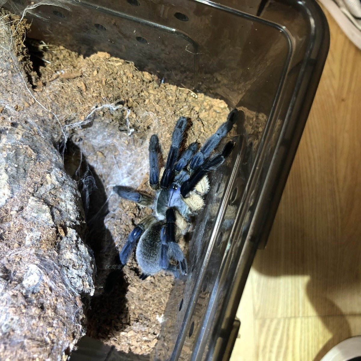 Socotra Island Blue Baboon Tarantula (Monocentropus balfouri)