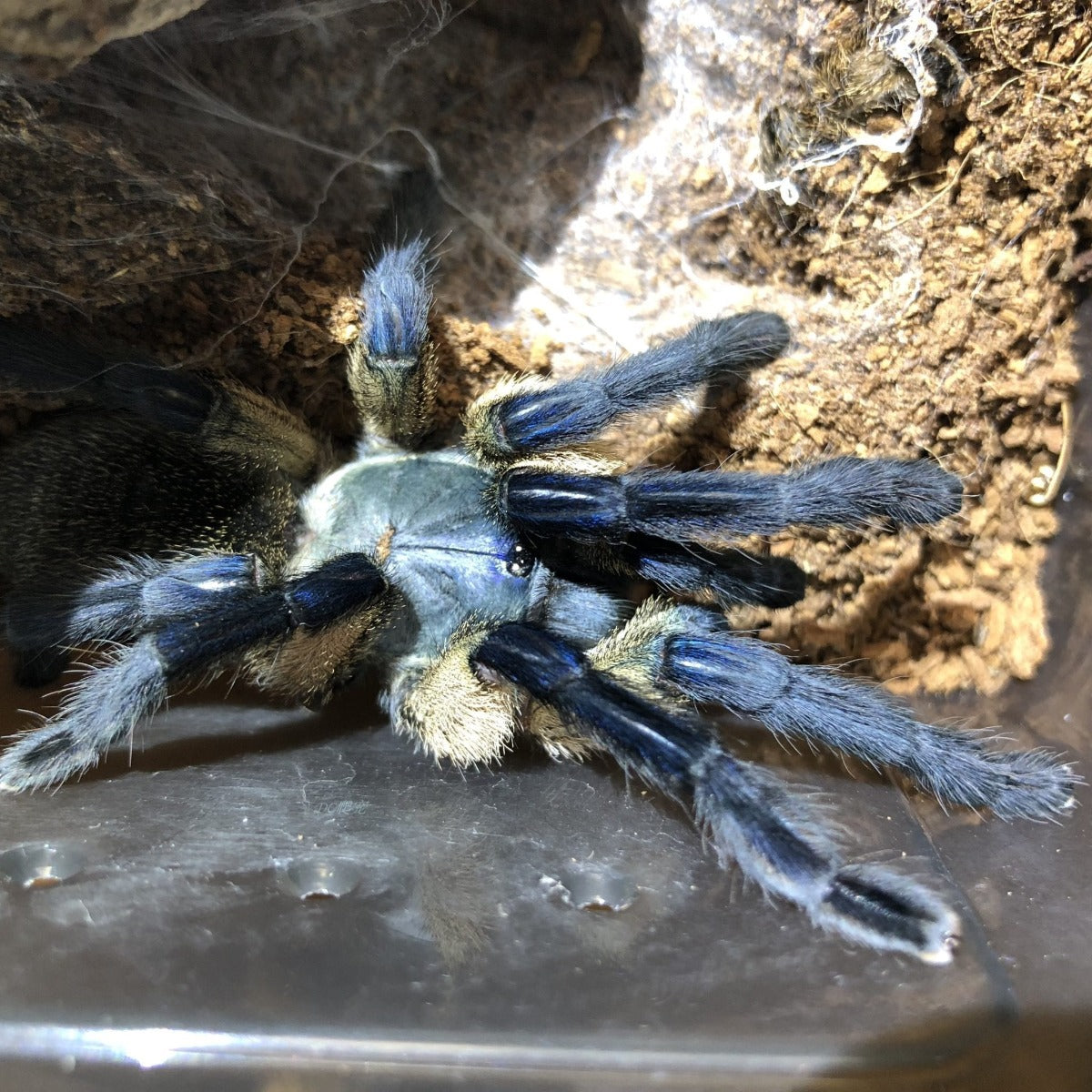 Socotra Island Blue Baboon Tarantula (Monocentropus balfouri)