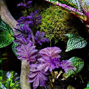 Other Terrestrial Plants – My Home Nature