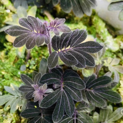 Solanum uleanum
