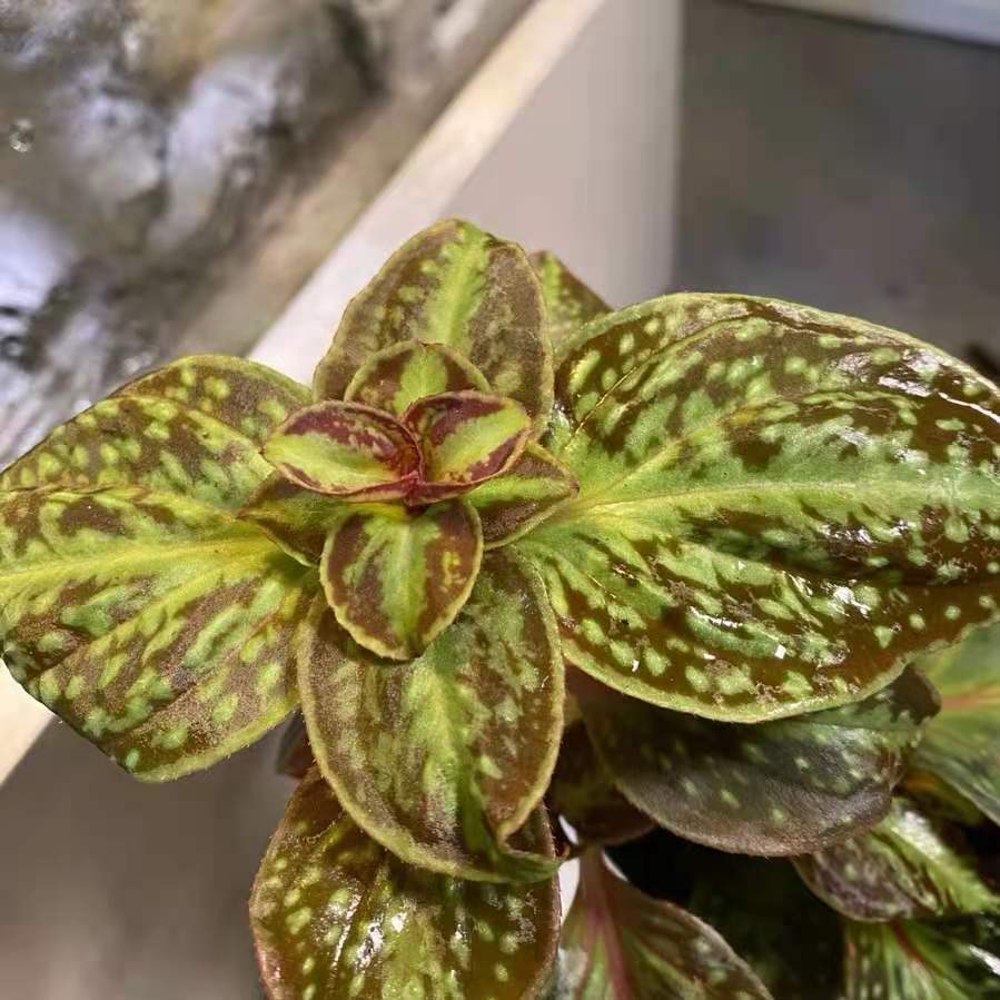 Sonerila cantonensis Stapf. sp. Vietnam