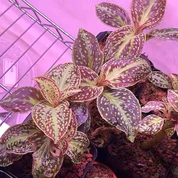 Sonerila cantonensis Stapf. sp. Vietnam