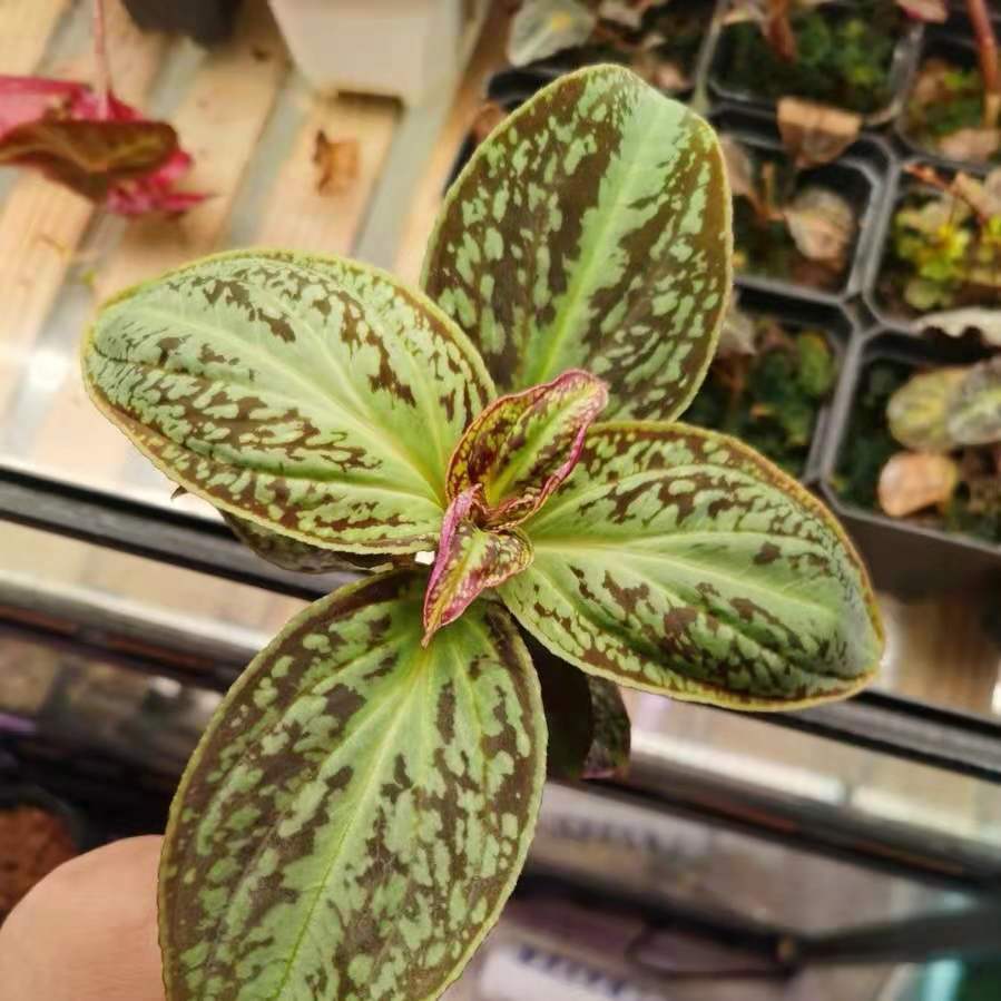 Sonerila cantonensis Stapf. sp. Vietnam