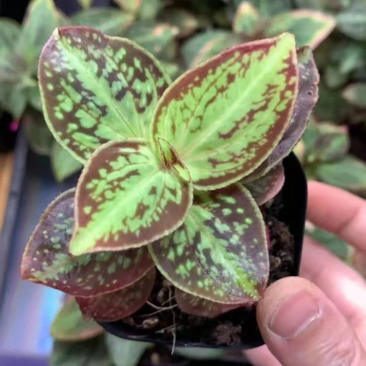 Sonerila cantonensis Stapf. sp. Vietnam
