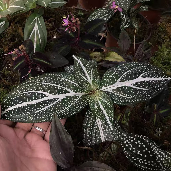 Sonerila ' Green Spotted ' ( Sonerila Sp. )
