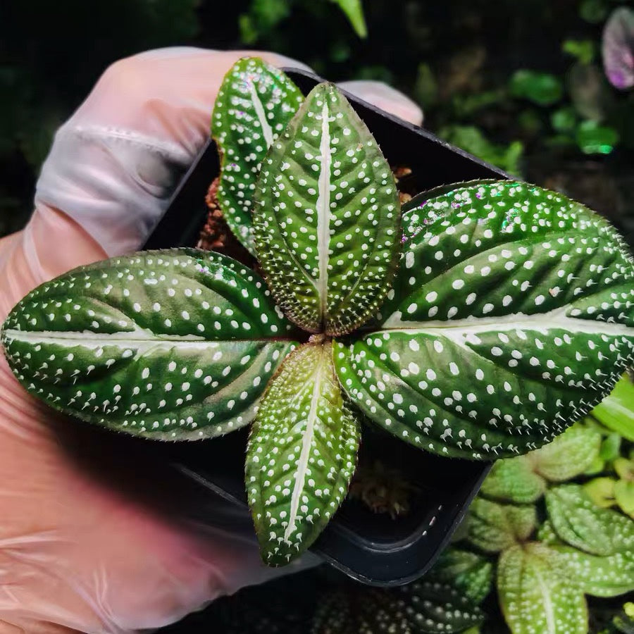 Sonerila ' Green Spotted ' ( Sonerila Sp. )