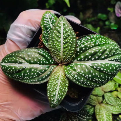 Sonerila ' Green Spotted ' ( Sonerila Sp. )