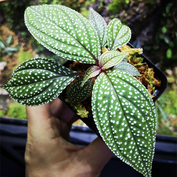 Sonerila ' White spotted '