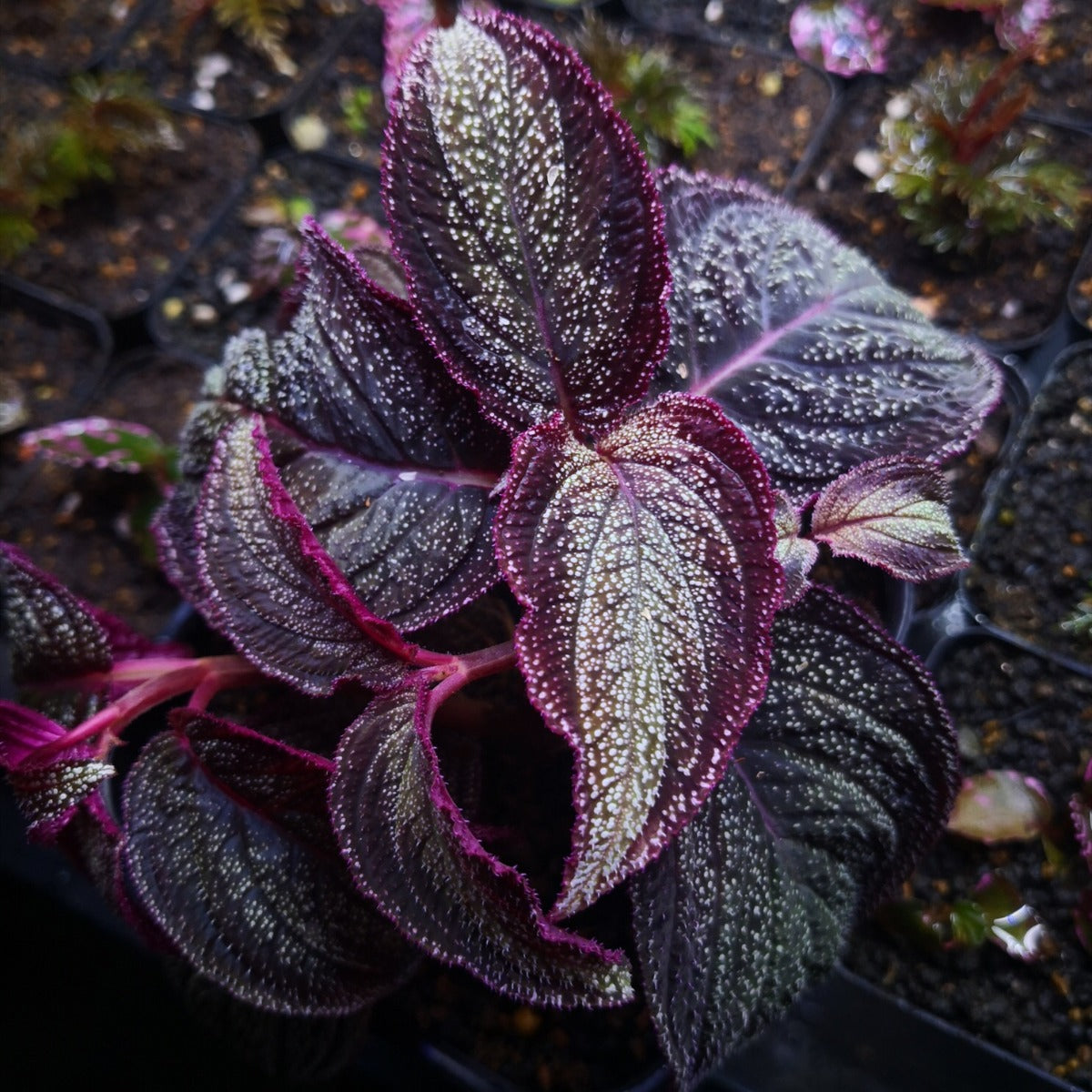 Sonerila sp. phitsanulok