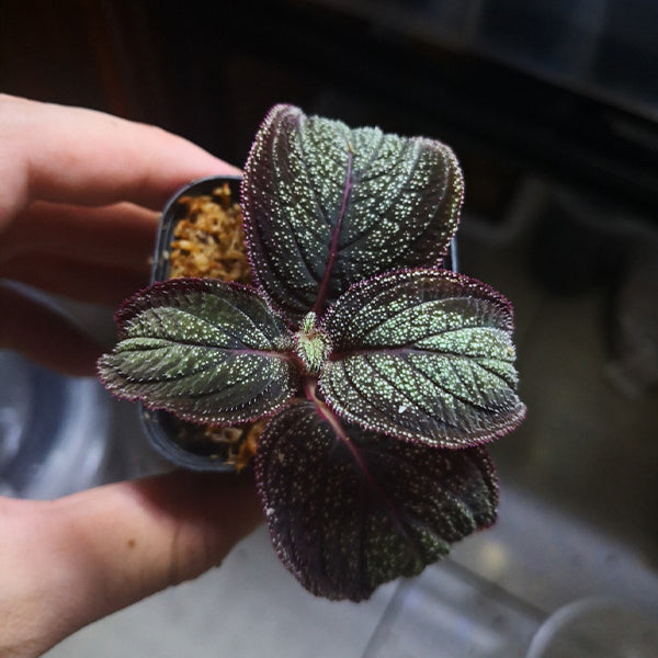 Sonerila sp. phitsanulok