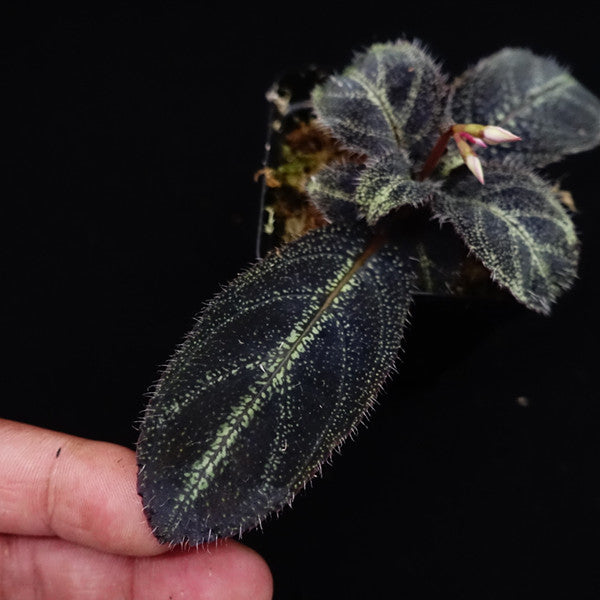 Sonerila sp. starry sky