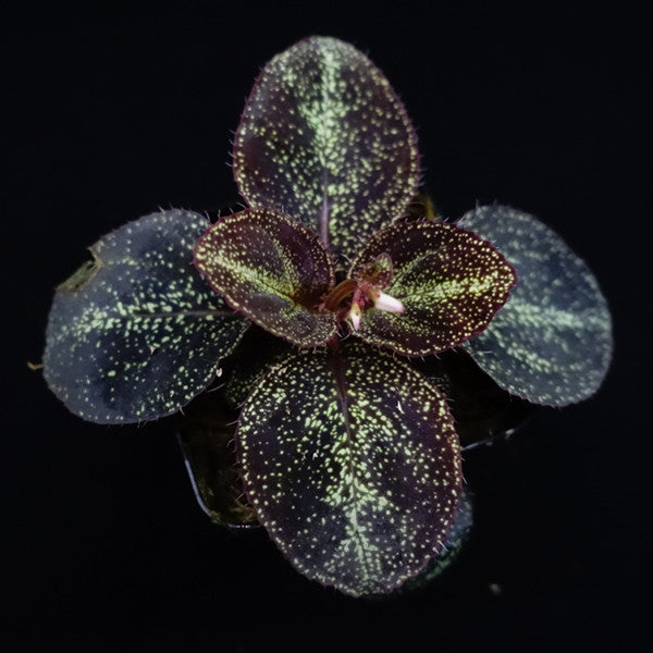 Sonerila sp. starry sky