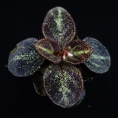 Sonerila sp. starry sky