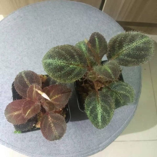 Sonerila sp. starry sky