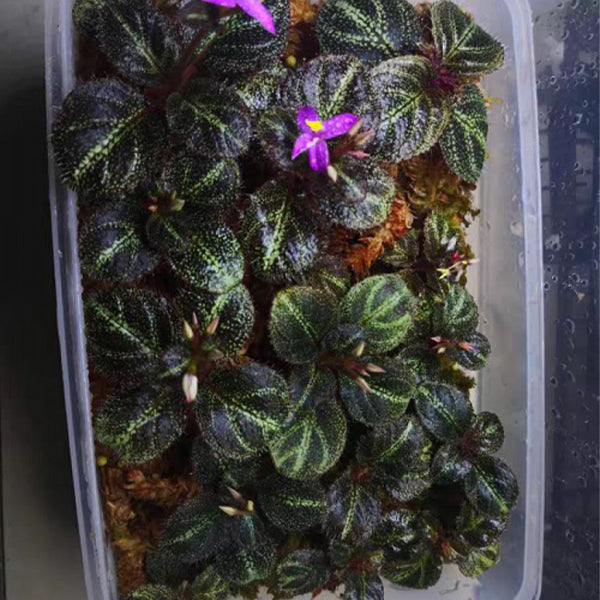 Sonerila sp. starry sky