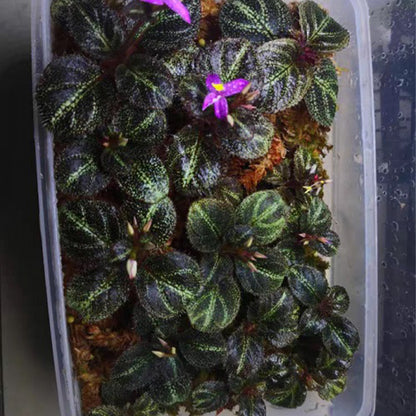 Sonerila sp. starry sky