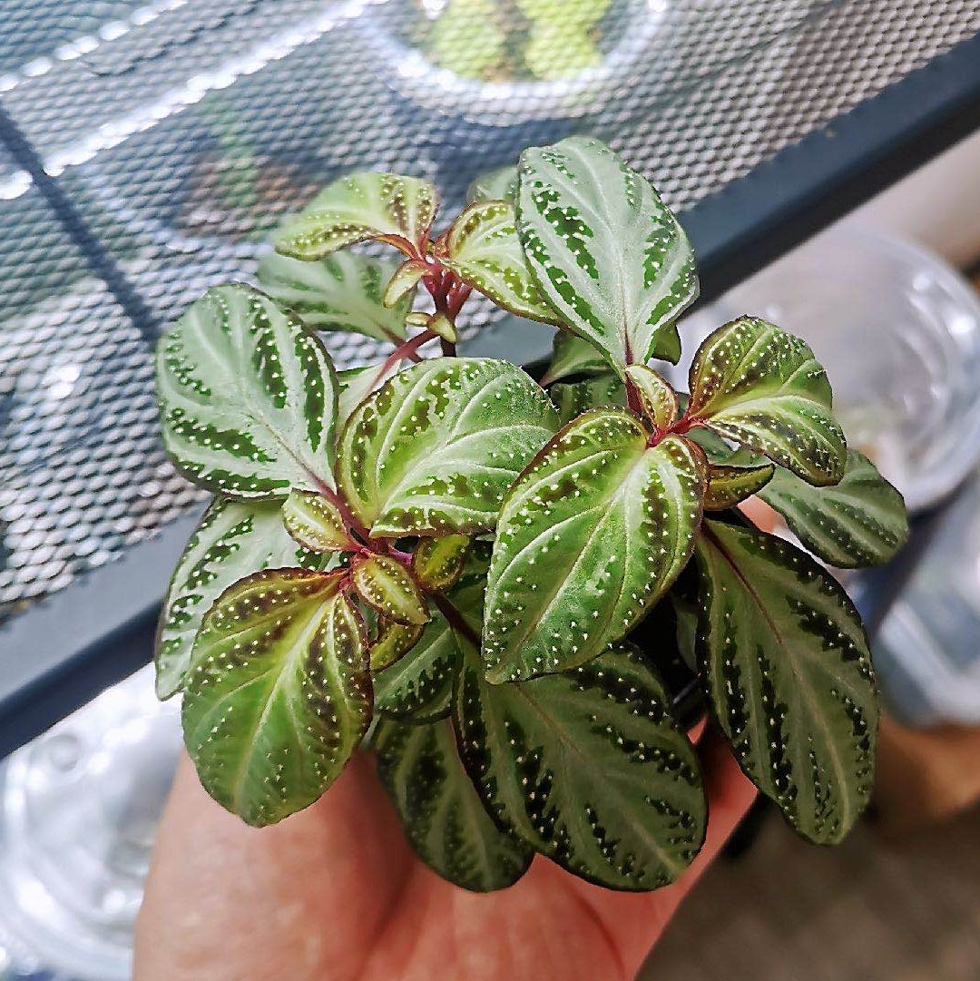 Sonerila sp.  swan