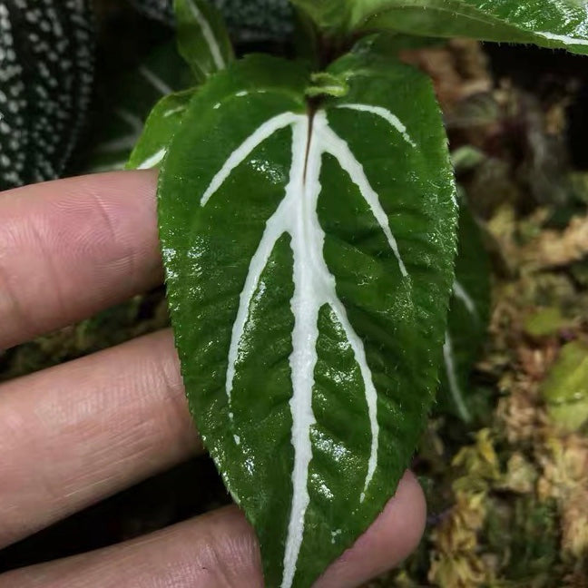 Sonerila 'White Veins'  (Sonerila sp.)