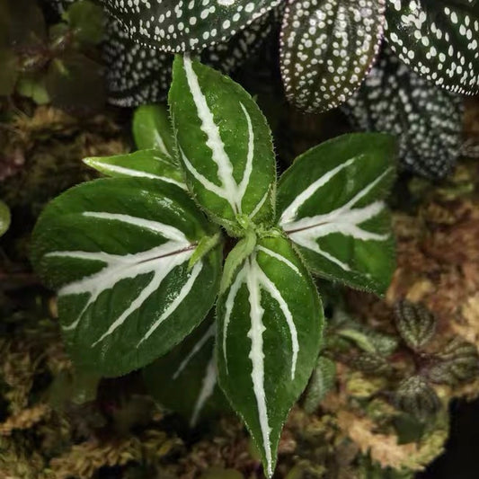 Sonerila 'White Veins'  (Sonerila sp.)