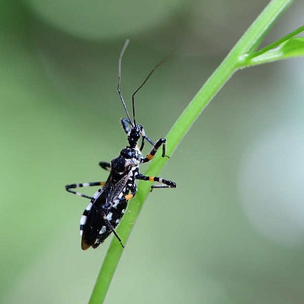 Sphedanolestes impressicollis