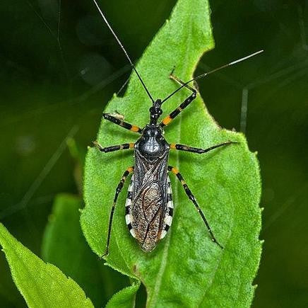 Sphedanolestes impressicollis